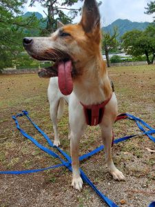 広島 保護犬 菜那ちゃん