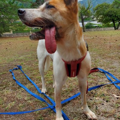 広島 保護犬 菜那ちゃん